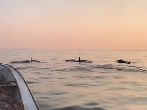 Sheikh Hamdan shares videos of orcas swimming in Dubai
