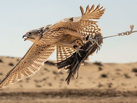 Organised by Hamdan Bin Mohammed Heritage Center, falcons that took part in the competition were broadly divided into Farkh (under one year of age) and Jirnas (over one year).