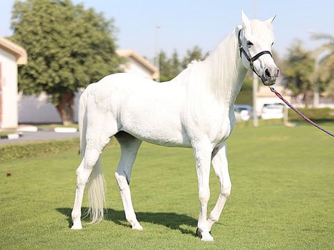 Kuzumi's favourite treats are apples, carrots, and corn-and-soy based meals