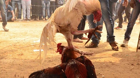 In blatant violation of court orders and poking fun at law-enforcing agencies, the cockfights were organised on a massive scale in several Andhra districts..