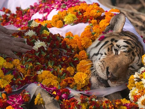 This screen grab from video footage shows the carcass of the 'Collarwali' tigress during its funeral ceremony at the Pench Tiger Reserve in the Karmajhiri range of India's Madhya Pradesh state. Indian animal lovers are in mourning over the sudden passing of a nationally famous tigress credited with repopulating a forest redoubt for her endangered kin.
