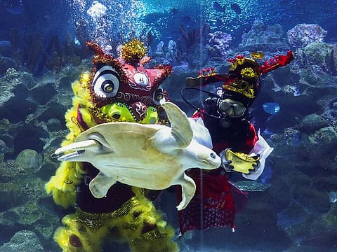 A turtle passes in front of divers performing an underwater lion dance at KLCC Aquaria ahead of Chinese Lunar New Year celebrations in Kuala Lumpur, Malaysia January 21, 2022.