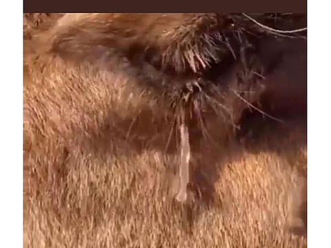 A video showing the water freezing while dropping from the camel’s eyes has gone viral on social media.