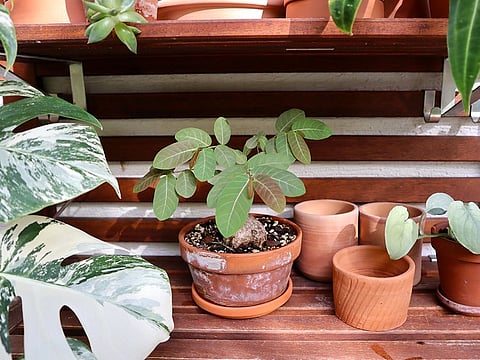 Venture into plant parenthood with these simple tips from a pro plant dad in the UAE.