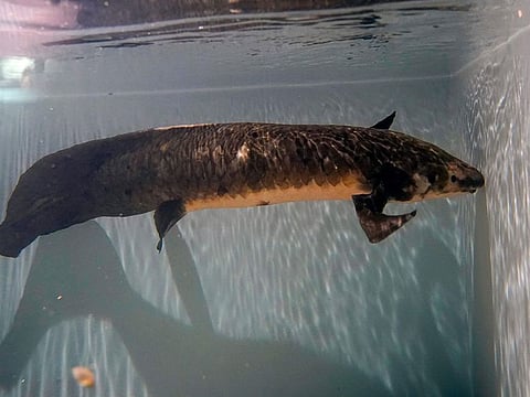 Methuselah, a 4-foot-long, 40-pound Australian lungfish that was brought to the California Academy of Sciences in 1938 from Australia, swims in its tank in San Francisco.