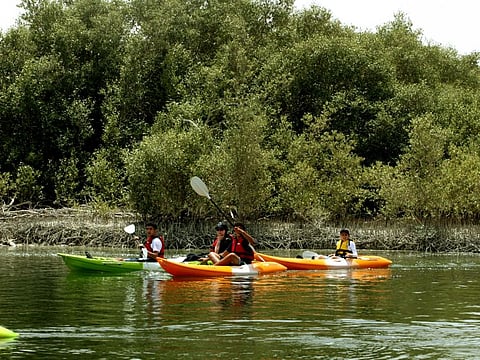 Environment Agency Abu Dhabi has urged kayakers to protect one of the UAE’s most important natural ecosystems during their rides.