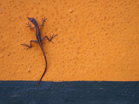 Gecko