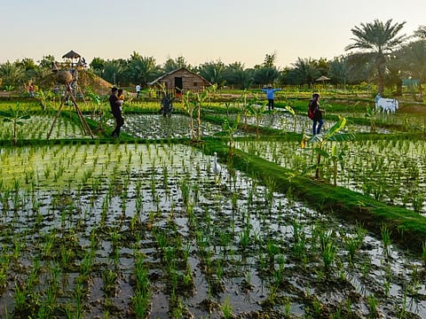 The 'mini Kerala' created by Indian expatriate Sudheer Guruvayoor at Zubair in Sharjah.