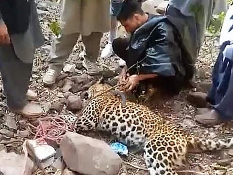 Angry villagers killed a leopard near the bank of River Jhelum in northern Pakistan on February 8, 2022.