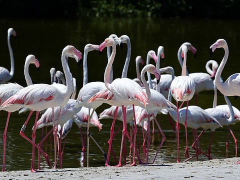 Hidden between the urban infrastructure of Dubai, lies the Ras Al Khor Wildlife Sanctuary. It is among the few urban protected areas in the world. Flamingos in the sanctuary attract lots of people throughtout the year, especially in the winter.