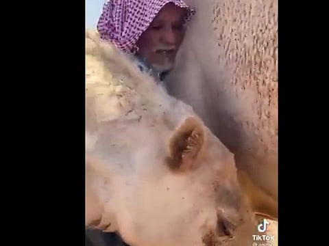 The video also shows the camel curling its neck around the man and refusing to let go. It was reported that someone tried to pull the camel away but it refused.
