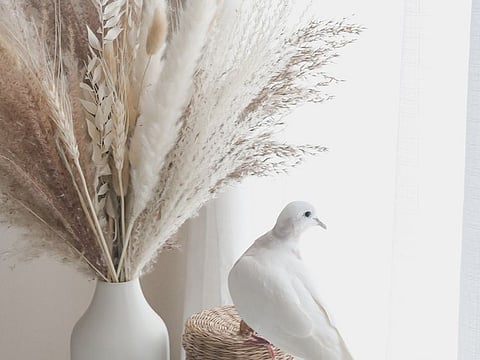 Dove in the house: I feel strangely fulfilled that I have won her trust