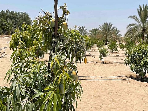Mango trees in desert using Dake Rechsand's breathable sand