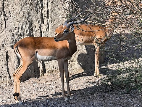 File photo of Sharjah Safari. The new arrivals including different African species of gazelles and antelopes.