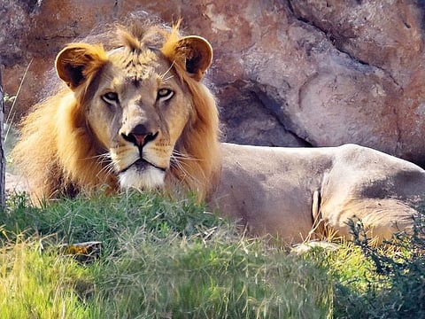 Virendra Saklani/Gulf News