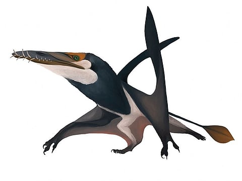 A handout illustration shows the newly identified Jurassic Period flying reptile, or pterosaur, called 'Dearc sgiathanach', whose roughly 170 million-year-old fossil was found on a rocky beach at Scotland's Isle of Skye.