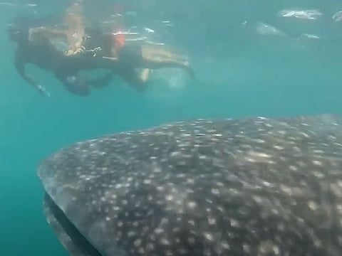 MUST-SEE, MUST-DO: People swim with humongous whale sharks, the so-called "gentle giants" locally known as “butanding" off Donsol town, in Sorsogon province. It’s a nature-lovers' hangout which recently reopened to tourists in eastern Philippines. Butanding interactions are supervised by the World Wildlife Fund to make it sustainable. Interactions with the whale shark is seasonal, starting from around November to May, and is on the must-see-must-do list of most visitors to the region.