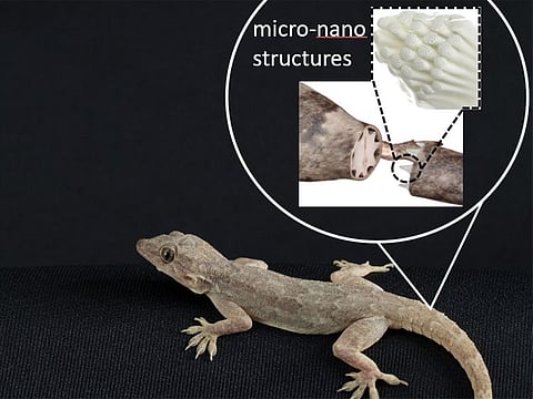 Researchers at NYUAD observed that the mushroom-shaped micropillars covered with nanopores on the top established surface-to-surface connections along the tail fracture planes that are exposed to higher vulnerability in bending mode (as the tail prepares to break off) than in tensile mode.