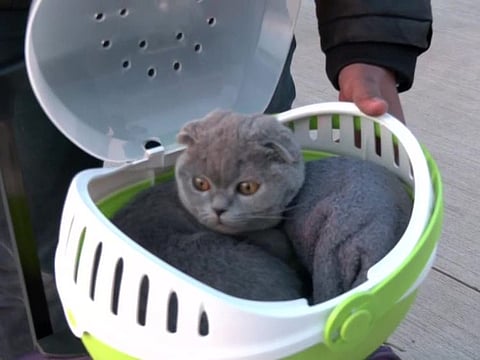 AN Indian student shows his pet on arrival in New Delhi.