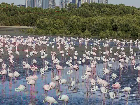 The Ras Al Khor Bird Sanctuary in Dubai.