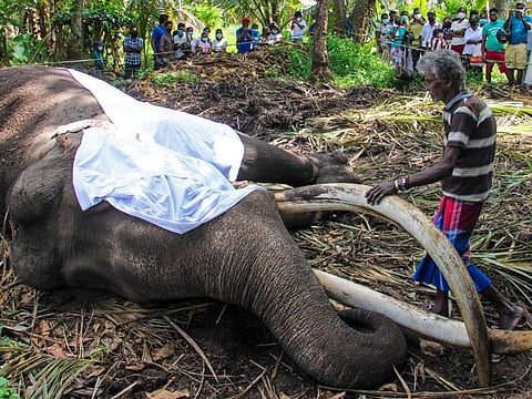 The mahout Wilson Kodituwakku stands next to the body of Sri Lanka's sacred tusker Nadugamuwa Raja, who carried a golden casket of relics at an annual Buddhist pageant, in Weliweriya on March 7, 2022, as the death sparked a stream of mourners and calls for a state funeral.