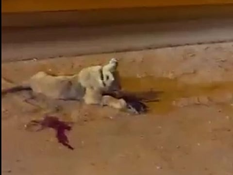 An online video has gone viral showing a lion bleeding profusely after being run over by a car in Riyadh.
