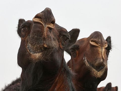 Camels are gathered to take part in a contest during the first Qatar Camel Festival on March 8, 2022.