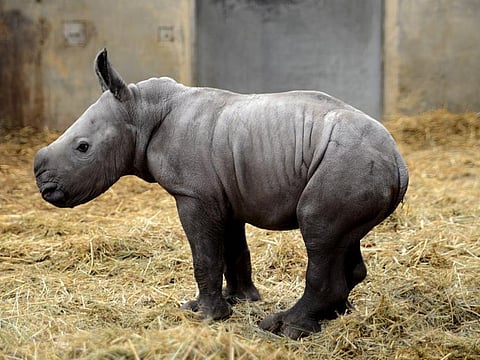 Queenie the white rhino, a new-born calf at Cotswold Wildlife Park and Gardens, named in honour of the monarch’s Platinum Jubilee year.
