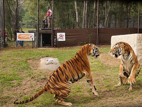 Two tigers inside enclosure at the Lionsrock Big Cat Sanctuary in Bethlehem, South Africa, on March 12, 2022. After 15 years of living in an abandoned train carriage in San Luis province in the Northwest of Argentina, a family of four tigers have been rescued from their confinement by the global animal welfare organisation FOUR PAWS.
