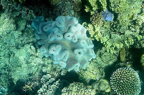This picture taken on March 7, 2022 shows surrent condition of the coral on Australia's Great Barrier Reef, as it has again been hit with "widespread" bleaching, authorities said on March 18, 2022.