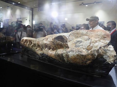 Members of the media gather around a 36 million-year-old Basilosaurus whale fossil discovered in the Ocucaje desert, at the Museum of Natural History, in Lima, Peru March 17, 2022.