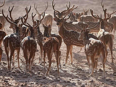 Abu Dhabi offers unique sun, sand and springtime island staycations