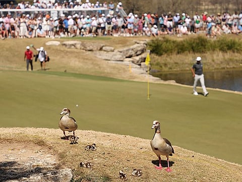 Dustin Johnson left Brooks Koepka trailing