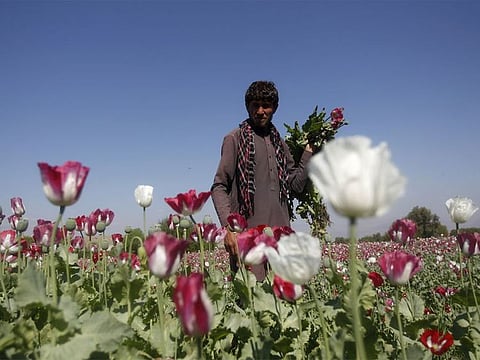 An Afghan man works on a poppy field in Jalalabad province.