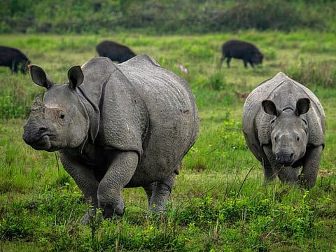A one-horned Rhinoceros walks with a calf at the Kaziranga national park, in the northeastern state of Assam, India.