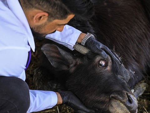 Veterinarian Karrar Ibrahim Hindi examines a sick buffalo, at a farm in the marshes of Iraq's southern district of Chibayish in Dhi Qar province, on March 26, 2022.