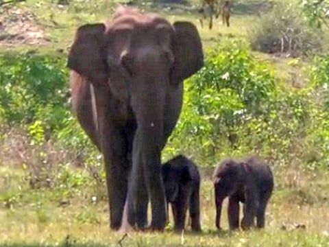 Elephant giving birth to calves is a rare phenomenon and videos of the mother elephant roaming with twin calves have gone viral.