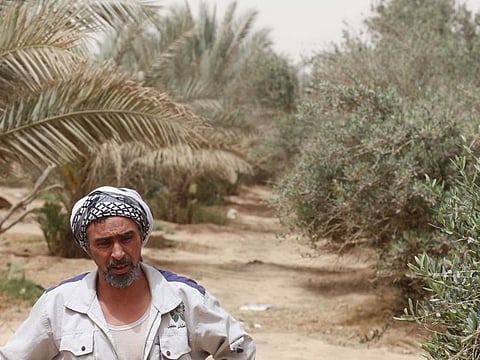 A local farmer speaks in a palm and olive grove in the "green belt" area of Iraq's central city of Karbala. Envisioned as a lush fortress against worsening desertification and sand storms, the "green belt" of Iraq's Karbala stands as a wilted failure.