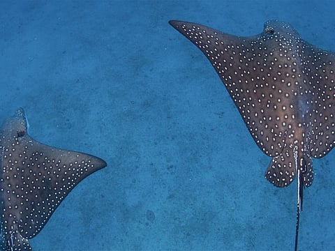 Eagle rays are demersal and semi-pelagic rays with a circumglobal distribution where most species can be found near coastlines