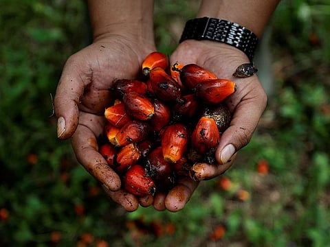 A worker shows palm oil fresh fruit bunches during harvest at a plantation in Asia. Bulging inventories and accelerating production have overshadowed robust shipments from Malaysia.