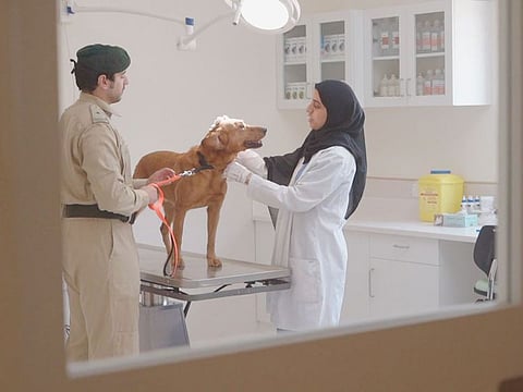 The role of police dogs in search and rescue missions will be in focus at the K9 International Conference during the World Police Summit. Photo for illustrative purpose only.