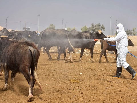 A member of a veterinary team sprays a farm's cattle and enclosures with disinfectant in Iraq's northern city of Kirkuk, on May 7, 2022, a day after registering the first death of Crimean-Congo haemorrhagic fever as cases of the virus spread to the country's north.