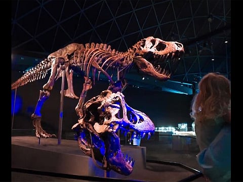 The Abu Dhabi Natural History Museum is expected to open on Saadiyat Island. It will house 'Stan', the 67-million-year-old skeleton that is among the most intact and well-preserved dinosaur specimens in the world.