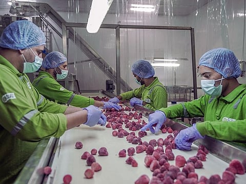 Apart from its extensive production in the UAE, Agthia has built up quite a reach in the region through a series of timed acquisitions of food brands. One of these, Nabil Foods, will spearhead the push into Saudi Arabia.