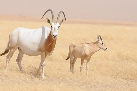 Abu Dhabi Environment Agency says that it has translocated oryxes and antelopes to Chad wildlife.