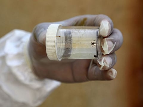 A health worker in Iraq's southern Dhi Qar province, holds a vial containing ticks that cause the Crimean-Congo haemorrhagic illness (CCHF).