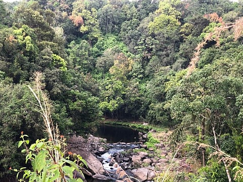 Known for its trance-inducing silence, largely due to the complete absence of cicadas, the Silent Valley is among the very few places on earth where nature lovers can still enjoy conditions that prevailed before humans began their polluting activities.