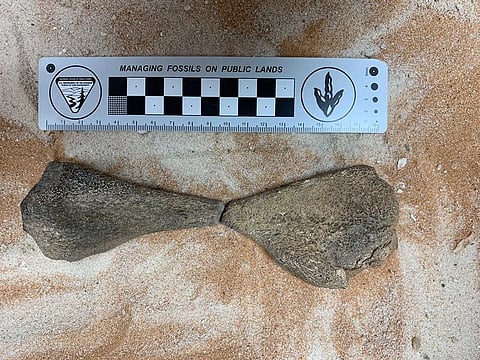 Ancient fossils discovered in the Saudi western coast.