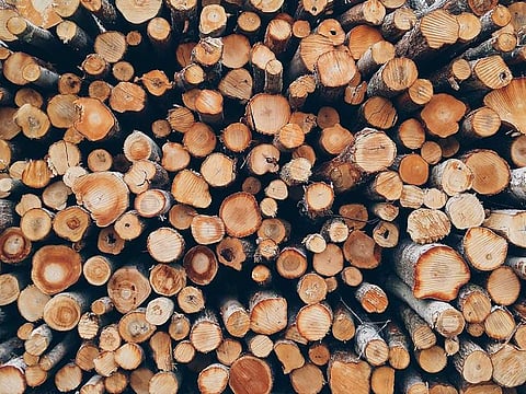 Poland’s authorities are reminding citizens they can rummage forests for firewood to heat their homes.
