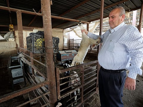 Farm owner Mohammed Basheer carries a dead lamb in the village of Wadi Al Faraa after major foot and mouth outbreak devastated West Bank flocks on April 25, 2022. - An outbreak of foot and mouth disease (FMD) in the West Bank early this year has killed thousands of livestock, pushing Palestinian farmers already living under occupation to the brink of bankruptcy.